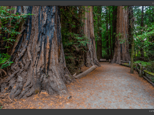 henry-cowell-redwoods-tour