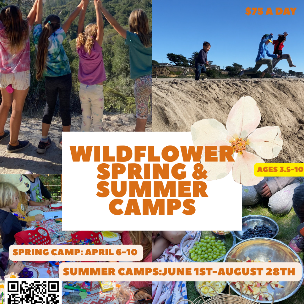 wildflower-spring-and-summer-camps