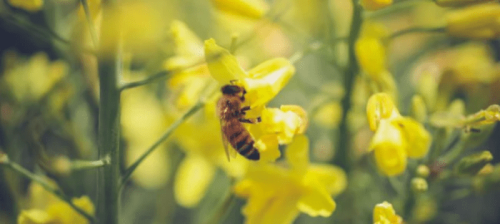 mountain-fee-pollinator-garden