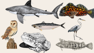 sc-museum-natural-history-ocean-critter