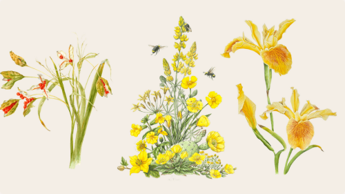 scmnh-art-of-nature-flowers