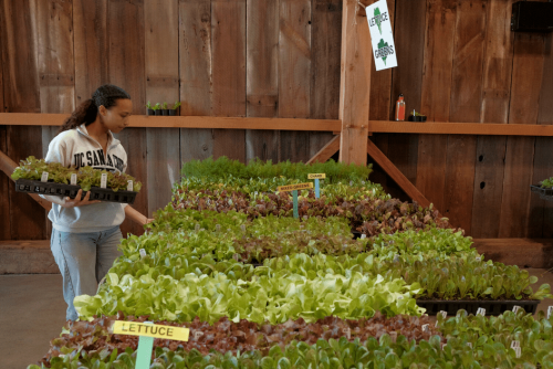 ucsc-farm-spring-plant-sale