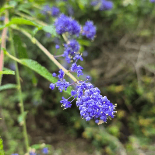 parks-big-basin-redwoods-state-park-hike-with-botanist