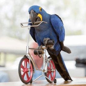 library-felton-happy-bird