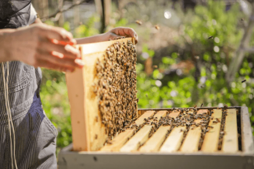 mountain-feed-bee-keeping-class