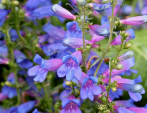 mountain-feed-flowers-drought