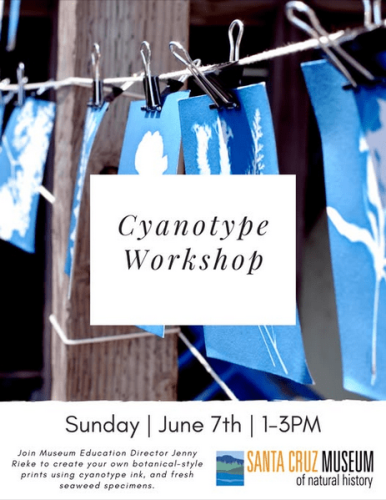 scmnh-cyanotype-print