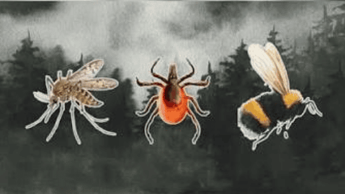 bugs-3