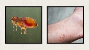 flea-bites