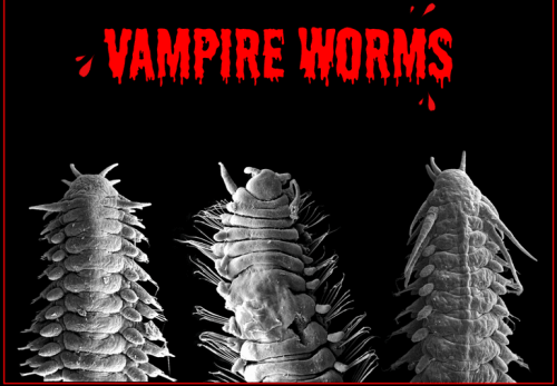 scmnh-vampire-worms