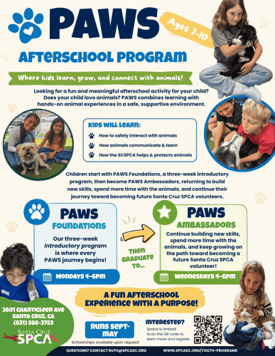 paws-afterschool-volunteer