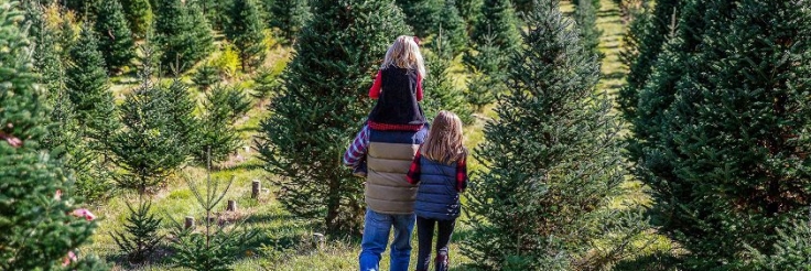 Fresh Cut Christmas Trees Santa Cruz Parent