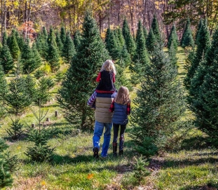 Christmas Tree Farms Santa Cruz Parent