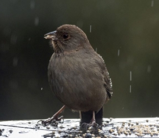 Where Do Birds Go When it Rains?