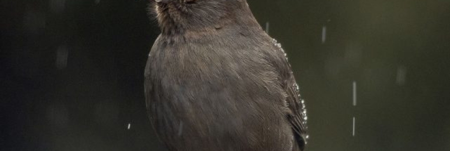 Where Do Birds Go When it Rains?
